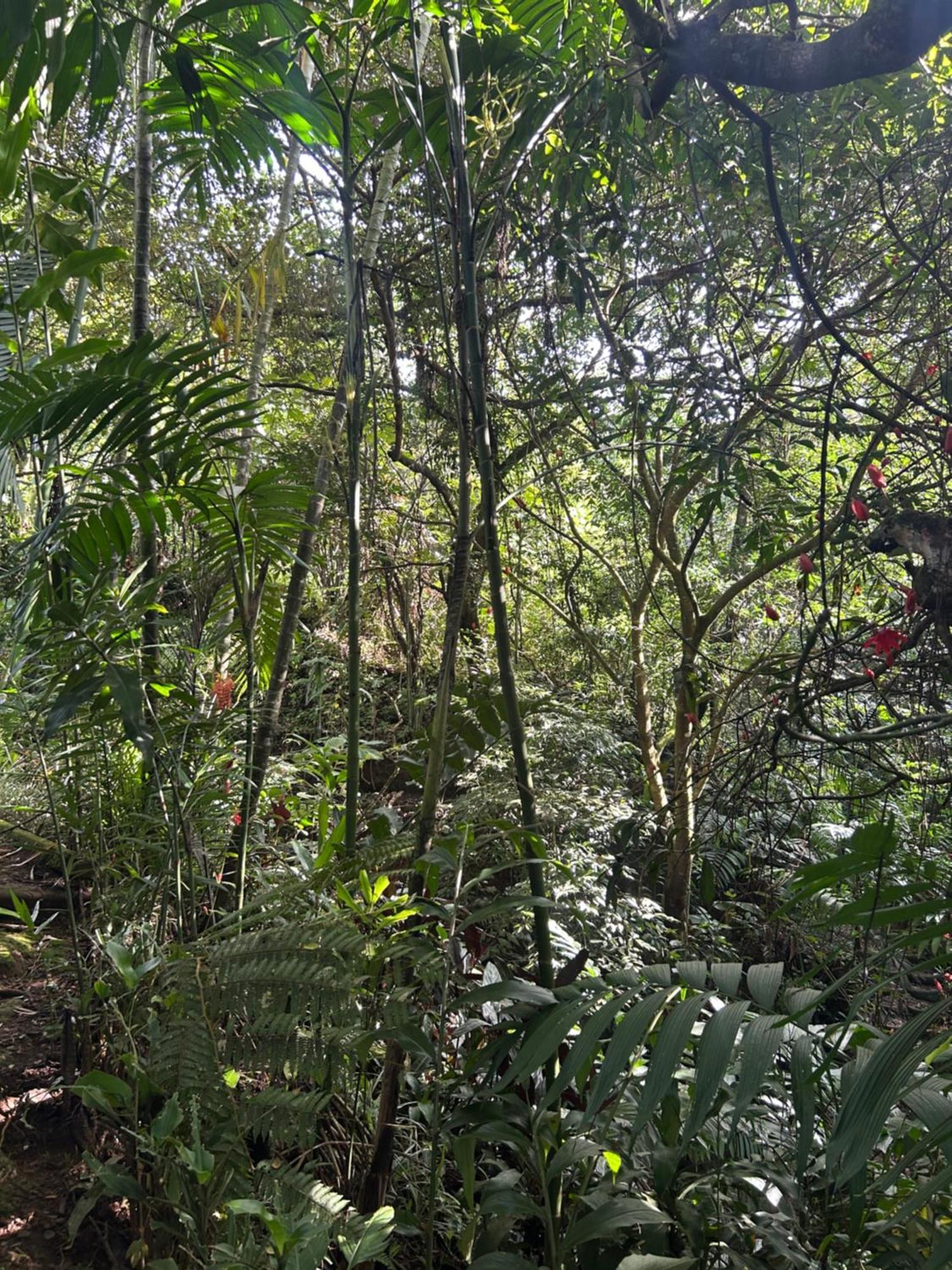 Eco Villas Tambor Tucanes Extérieur photo